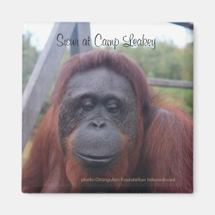 Aimant Orang-outan au camp Leakey, Kalimantan Bornéo