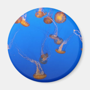 Aimant Orange