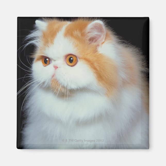 Aimant Orange Eyed et mignon chat (Devant)