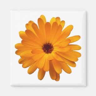 Aimant Orange Marigold
