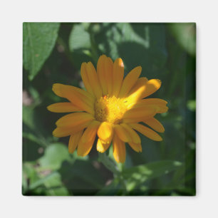 Aimant Orange Pot Marigold Flower (Calendula officinalis)