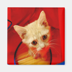 Aimant orange Tabby Kitten