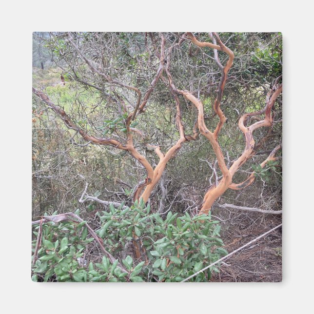 Aimant Orange Tree's à Torrey Pines San Diego Photo (Devant)