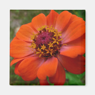 Aimant Orange Zinnia Fleur sauvage Nature Florale