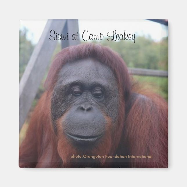 Aimant Orangutan au Camp Leakey, Kalimantan Borneo (Devant)