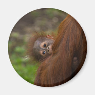 Aimant Orangutan Baby Avoir Un Jeu