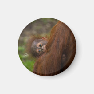 Aimant Orangutan Baby Avoir Un Jeu