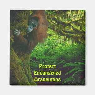 Aimant Orangutans en voie de disparition Red Apes Art Mag