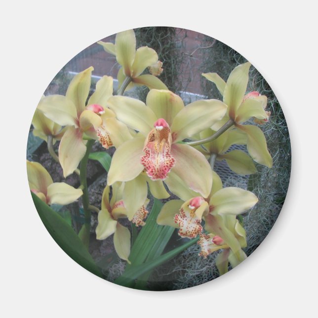 Aimant Orchidée (Devant)