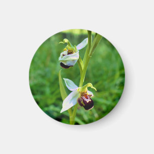 Aimant Orchidée
