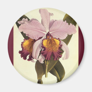 Aimant Orchidée Cattleya Violette Vintage, Fleurs Tropica