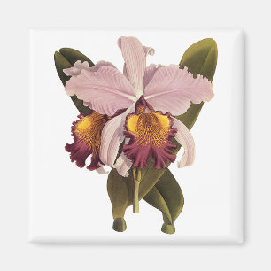 Aimant Orchidée Cattleya Violette Vintage, Fleurs Tropica