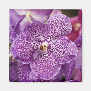Aimant Orchidée de Vanda