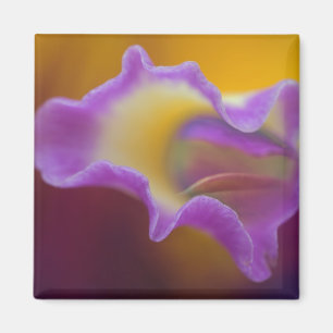 Aimant Orchidée hybride, Floride