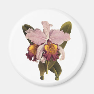 Aimant Orchidée vintage violette Cattleya, Fleurs tropica