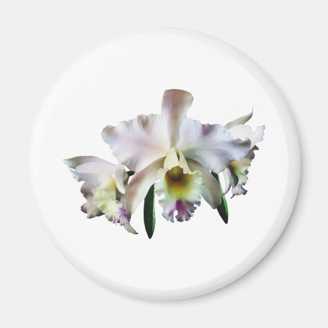 Aimant Orchidées blanches de Cattleya (Devant)