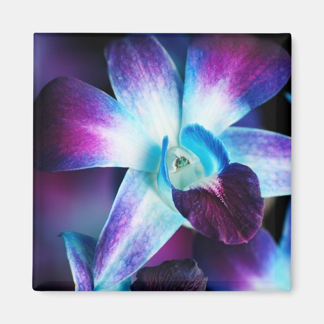 Aimant Orchidées Customisées à l'orchidée pourpre et bleu (Devant)