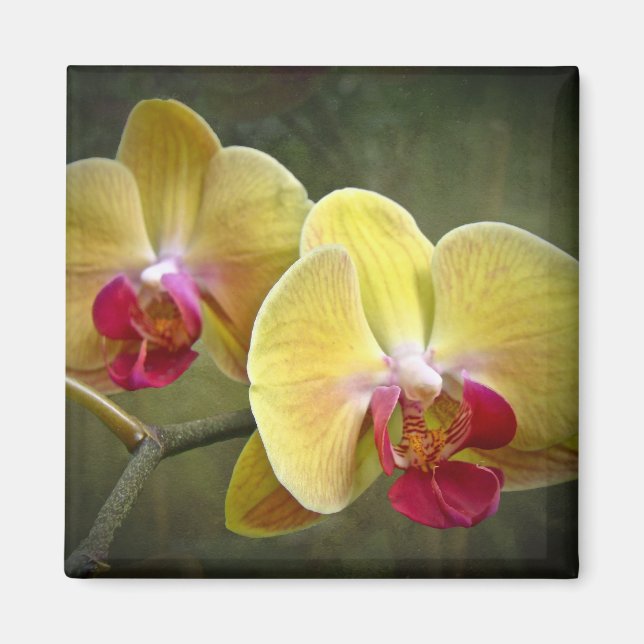 Aimant Orchidées de teigne jaune - Phalaenopsis (Devant)