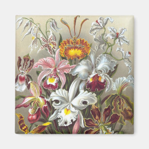 Aimant Orchidées Ernst Haeckel Fine Art