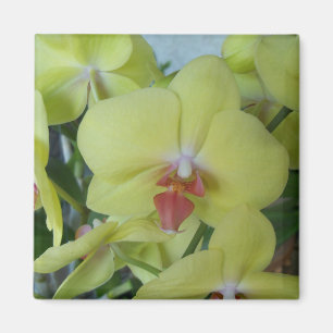 Aimant Orchidées jaunes