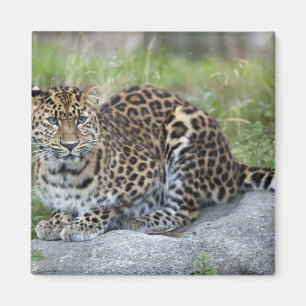 Aimant Orientalis de pardus de Panthera