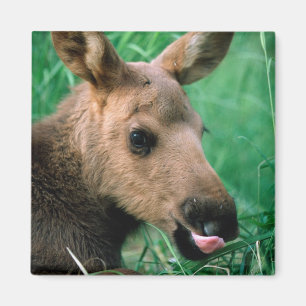 Aimant orignal, Alces alces, veau allongé dans l'herbe, K