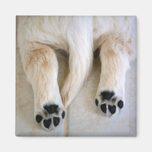 Aimant Orteils de marionnettes Golden Retriever