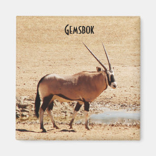 Aimant Oryx Gazella Kgalagadi Afrique