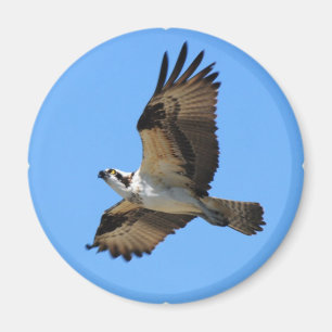 Aimant Osprey Bird