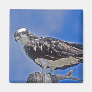 Aimant Osprey Bird