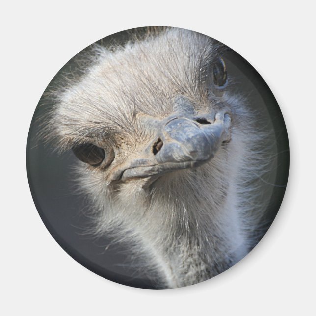 Aimant Ostrich (Devant)