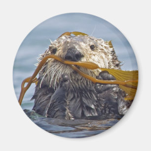 Aimant Otter enrobé dans Kelp.Magnet
