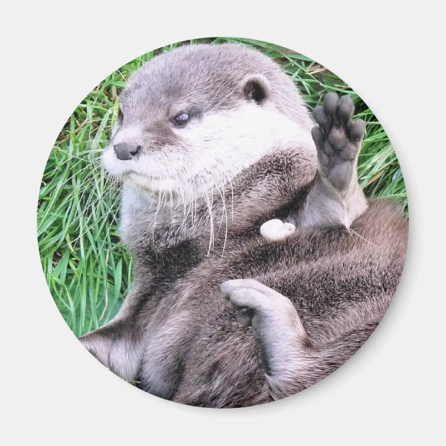 AIMANT OTTERS (Devant)