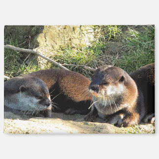 AIMANT OTTERS