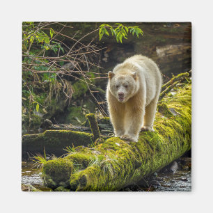 Aimant Ours blanc   Colombie-Britannique, Canada