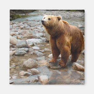 Aimant Ours Brown dans le ruisseau