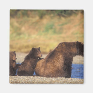 Aimant ours Brown, grizzli, semer avec des oursons,