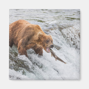 Aimant Ours brun attrape un saumon rouge