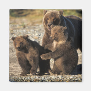 Aimant Ours brun, grizzly, truie avec ses oursons sur la 