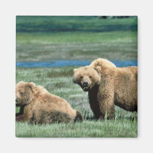 Aimant Ours gris