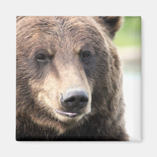 Aimant Ours grizzli Brown