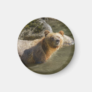 Aimant Ours Grizzli Sauvage À La Rivière Orford