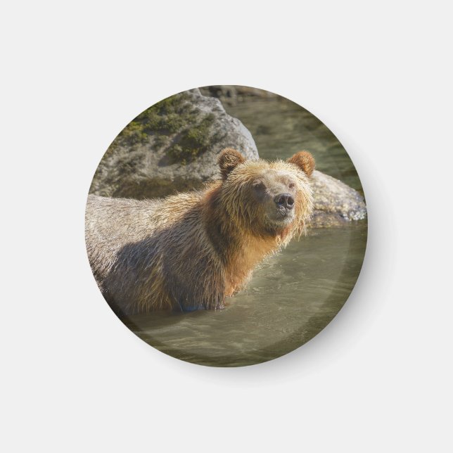 Aimant Ours Grizzli Sauvage À La Rivière Orford (Devant)
