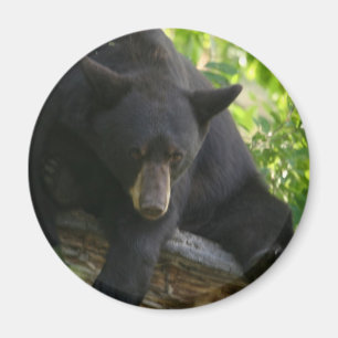 Aimant ours noir