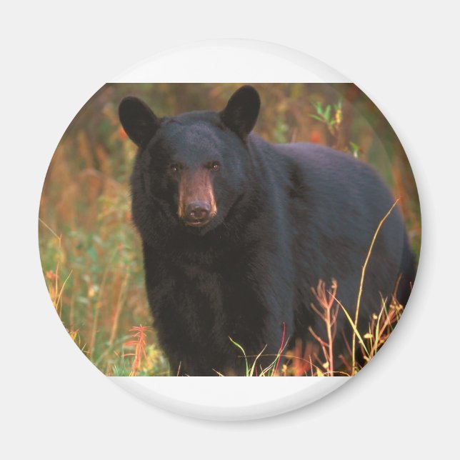 Aimant Ours noir (Devant)