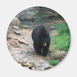 Aimant Ours noir américain