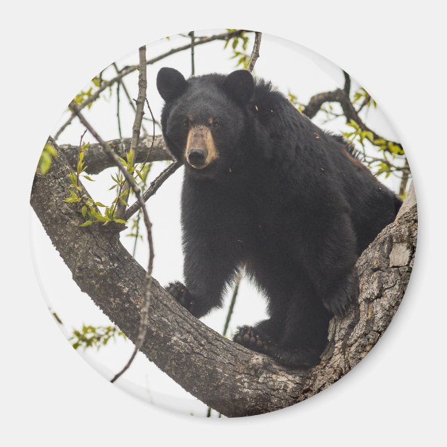 Aimant Ours noir Escalade (Devant)