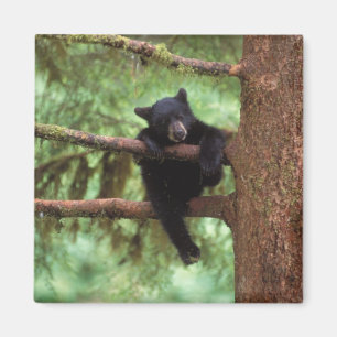 Aimant ours noir, Ursus americanus, ourson dans un arbre