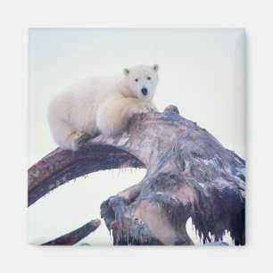 Aimant Ours polaire sur le dessus d'un os de mâchoire de