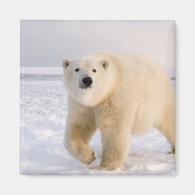 Aimant ours polaire, Ursus maritimus, sur glace et neige, (Devant)